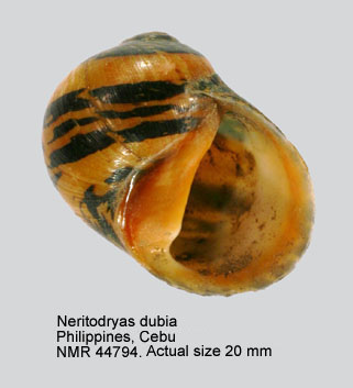 Neritodryas dubia.jpg - Neritodryas dubia (Gmelin,1791)